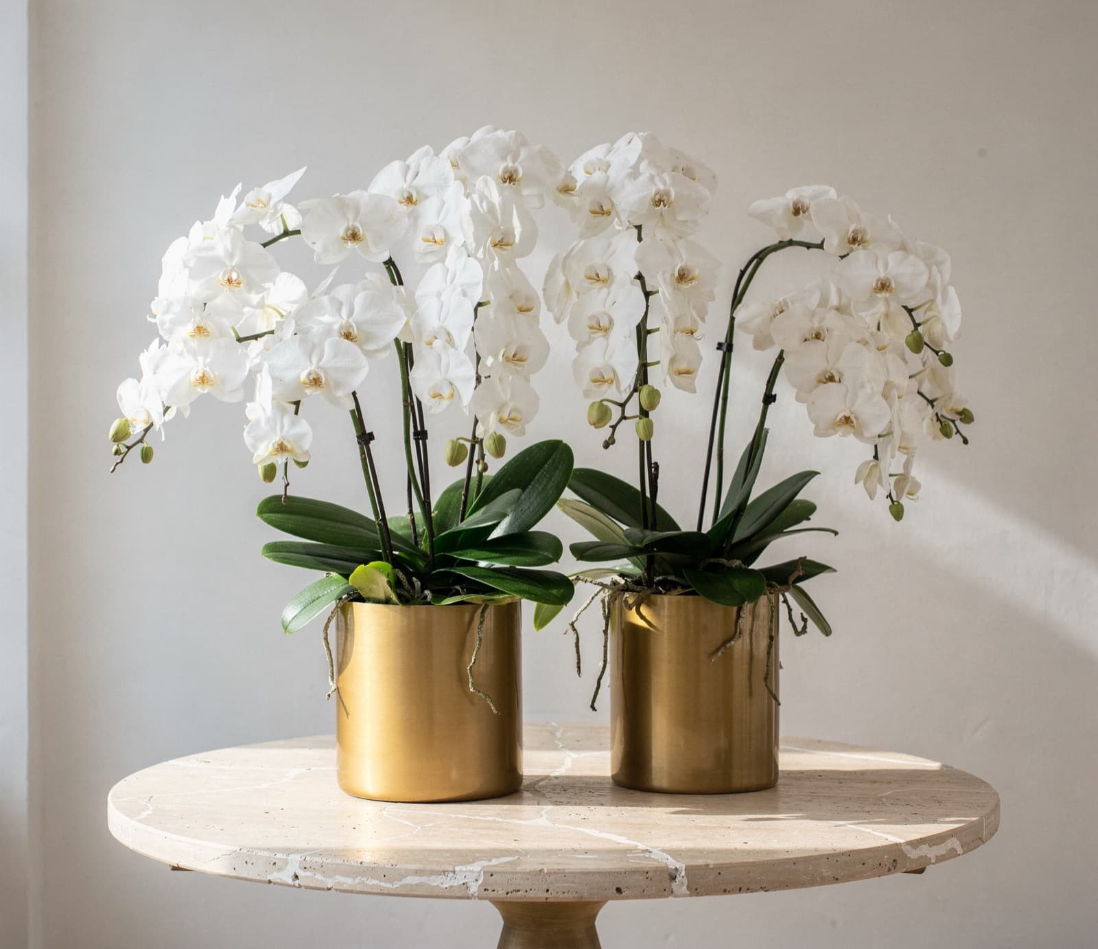 Two generous white Phalaenopsis arrangements in matte gold planters on a round travertine table in a light-filled room