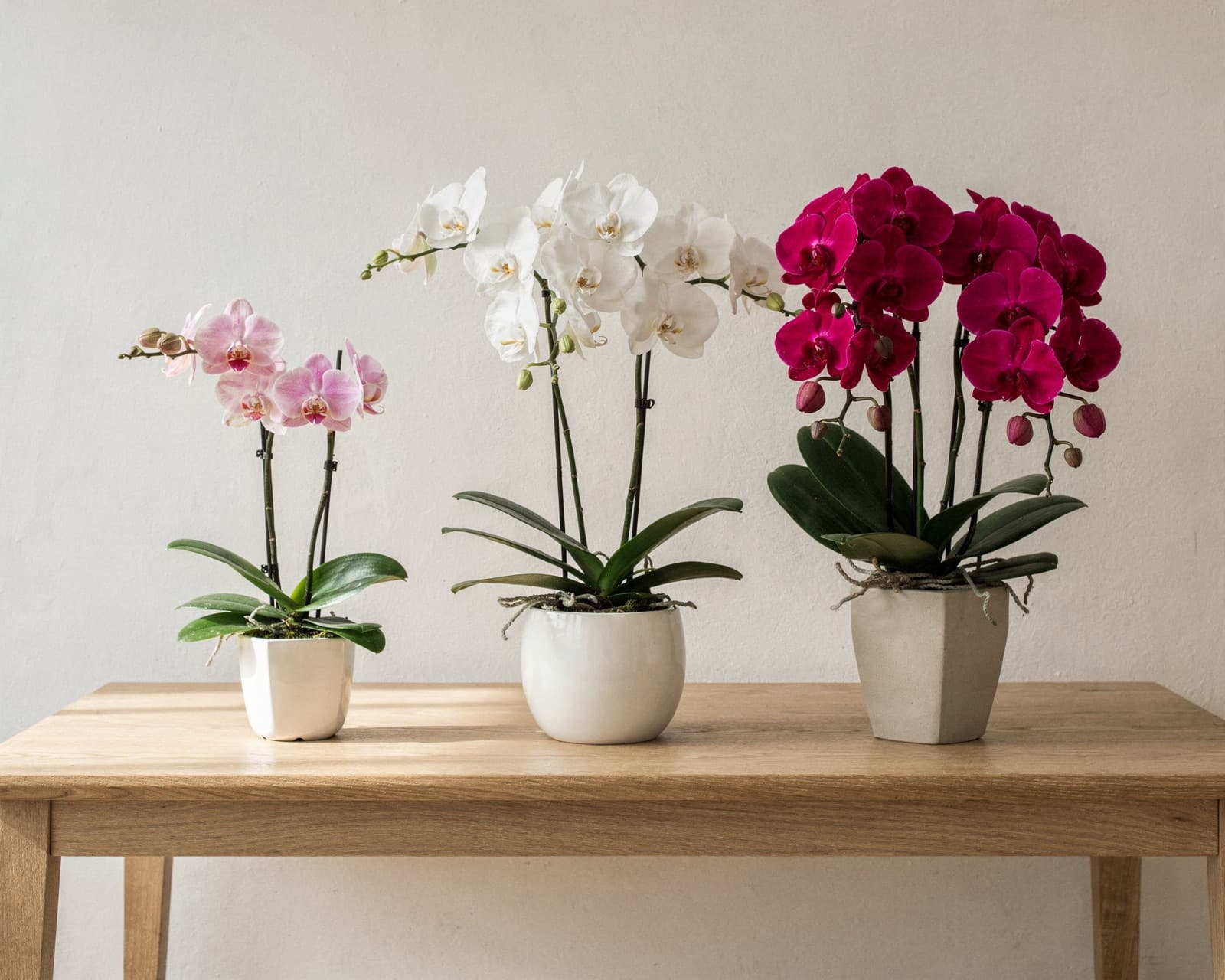 Phalaenopsis orchids with one, three and six stems in pink, white and magenta, side by side on a light oak table