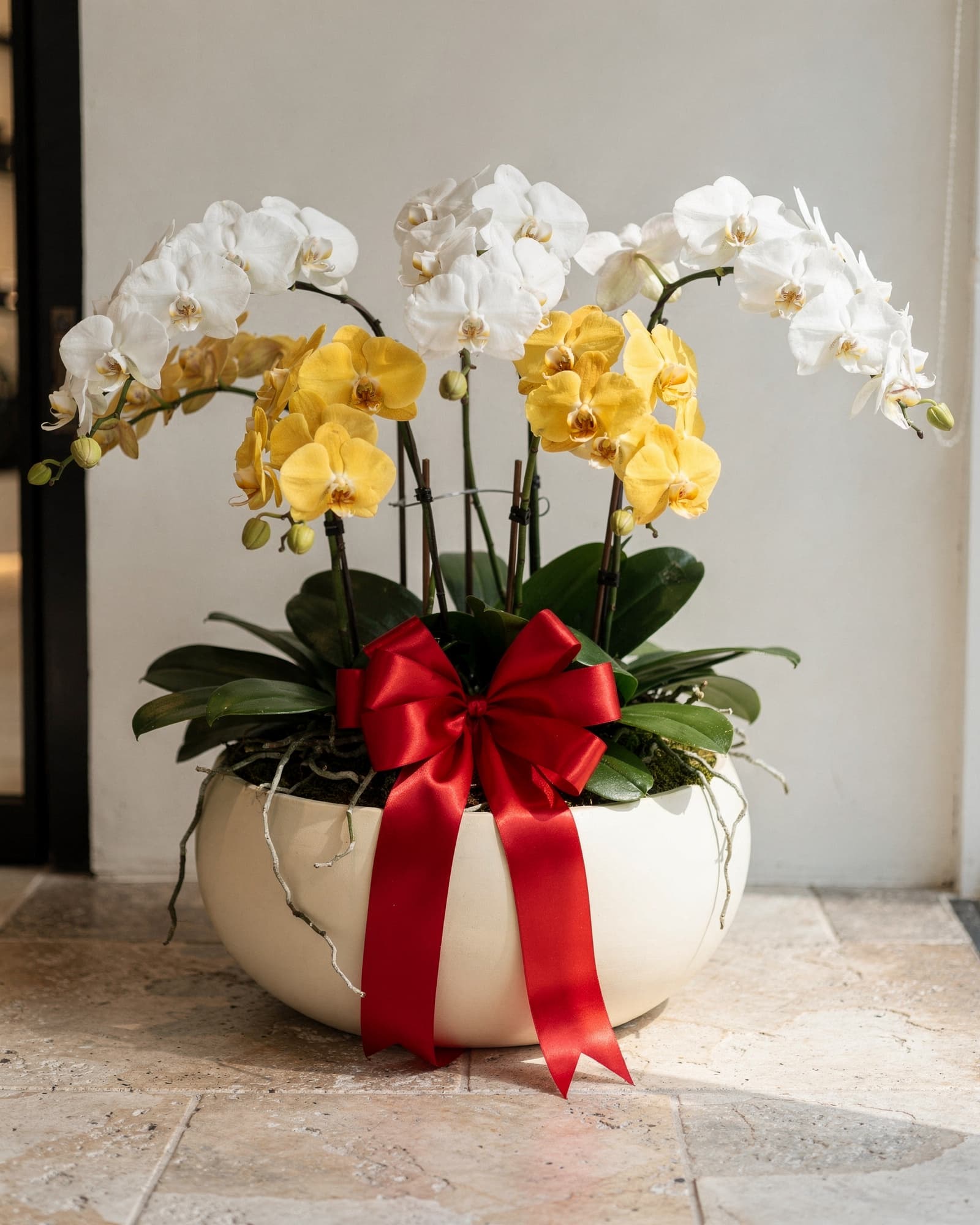 A grand-opening arrangement of white and golden yellow Phalaenopsis orchids in a large cream planter with a red satin bow