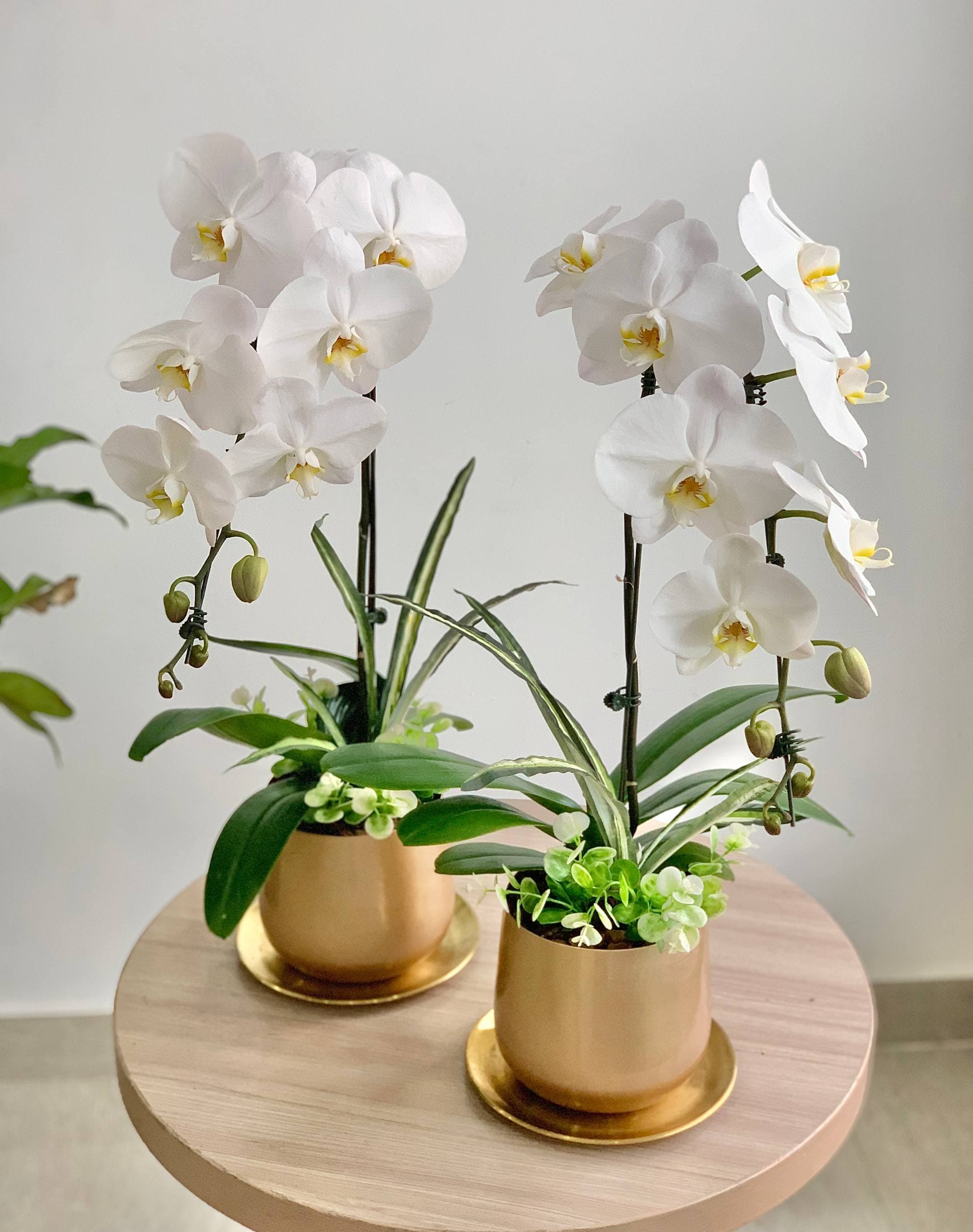 White Phalaenopsis Orchid