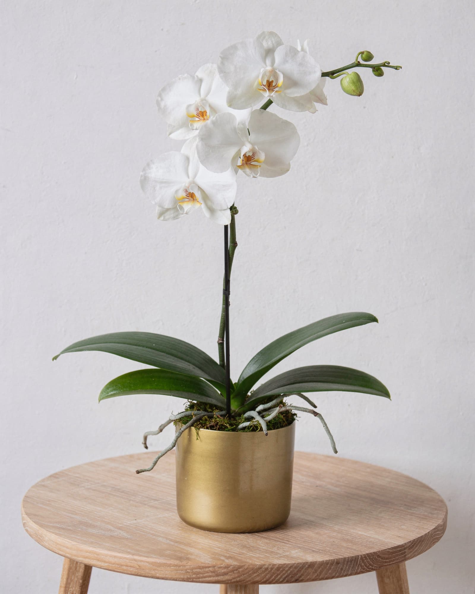 A single stem of white Phalaenopsis orchid in a small gold pot on a light oak side table