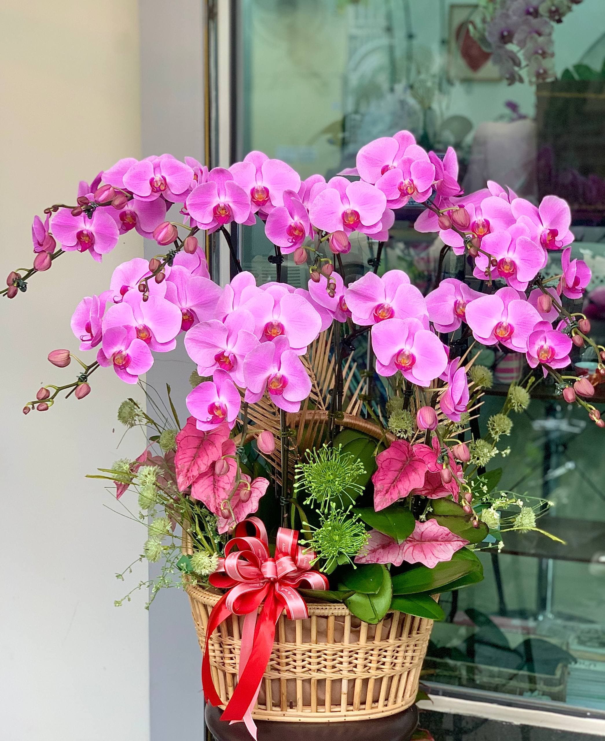 Pink Phalaenopsis Orchid