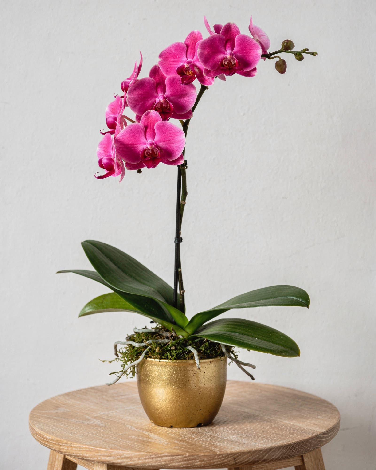 A single stem of bright pink Phalaenopsis orchid in a small gold pot on a light oak side table