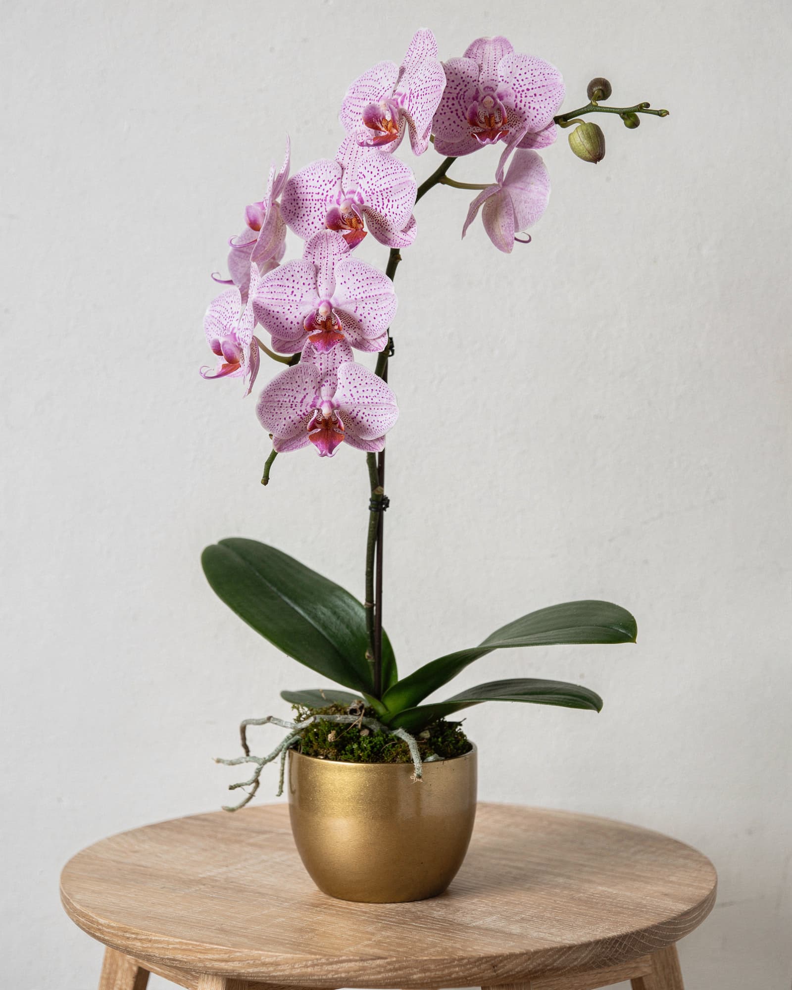 A single stem of pale pink Phalaenopsis orchid with magenta spots in a small gold pot