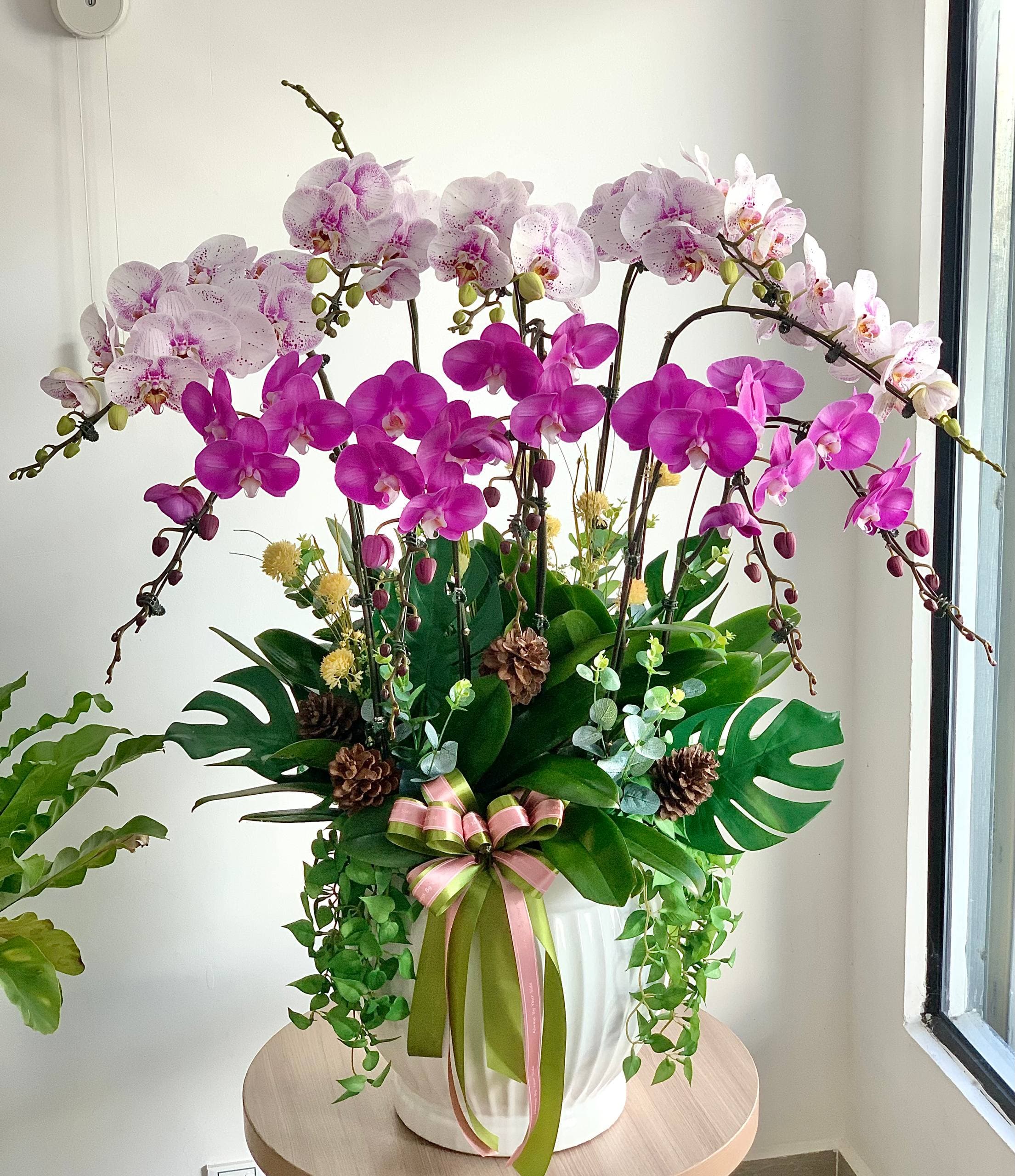 Spotted Phalaenopsis Orchid