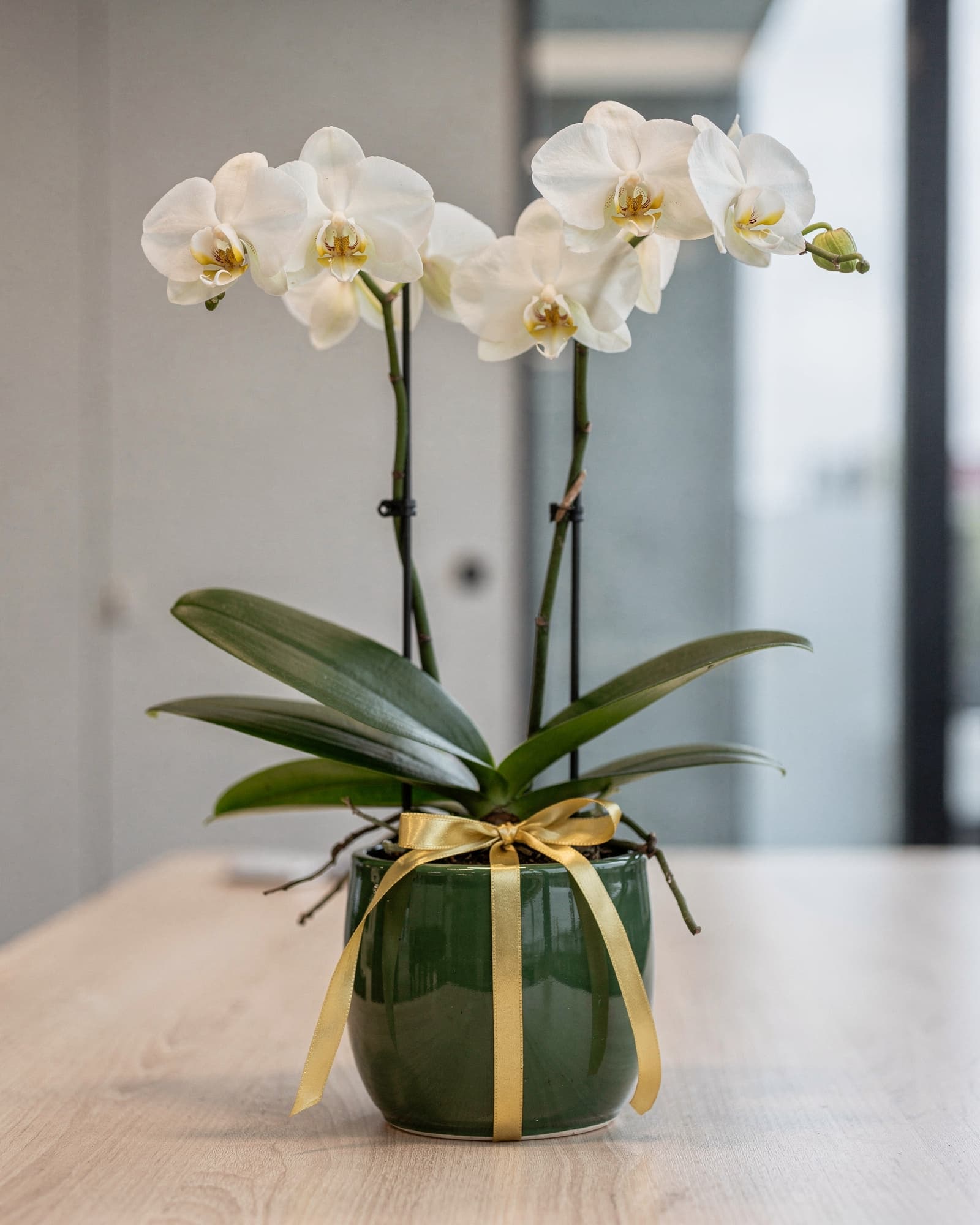 Two stems of white Phalaenopsis orchids in a deep green pot with a gold ribbon on an office desk
