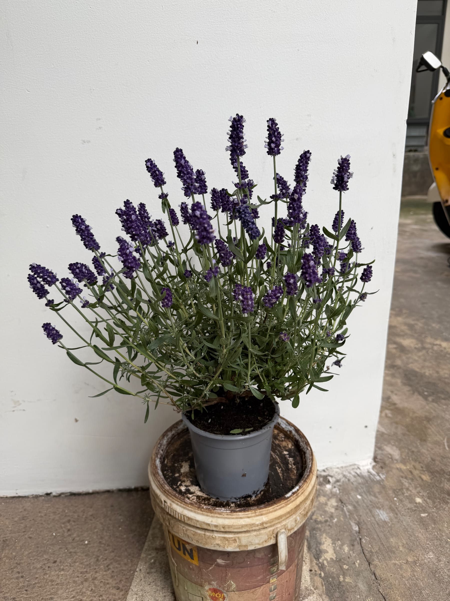Lavender