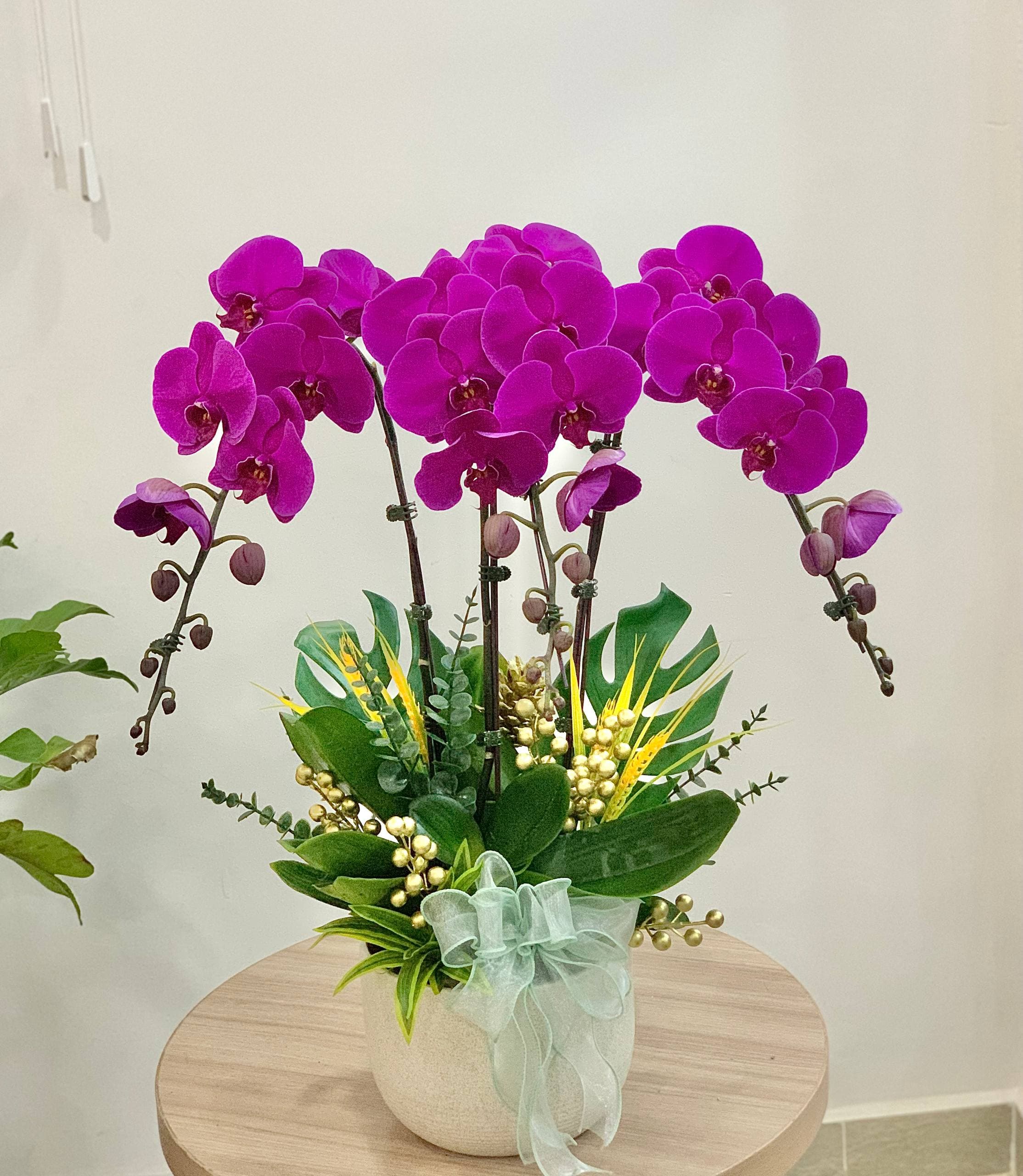 Magenta Phalaenopsis Orchid
