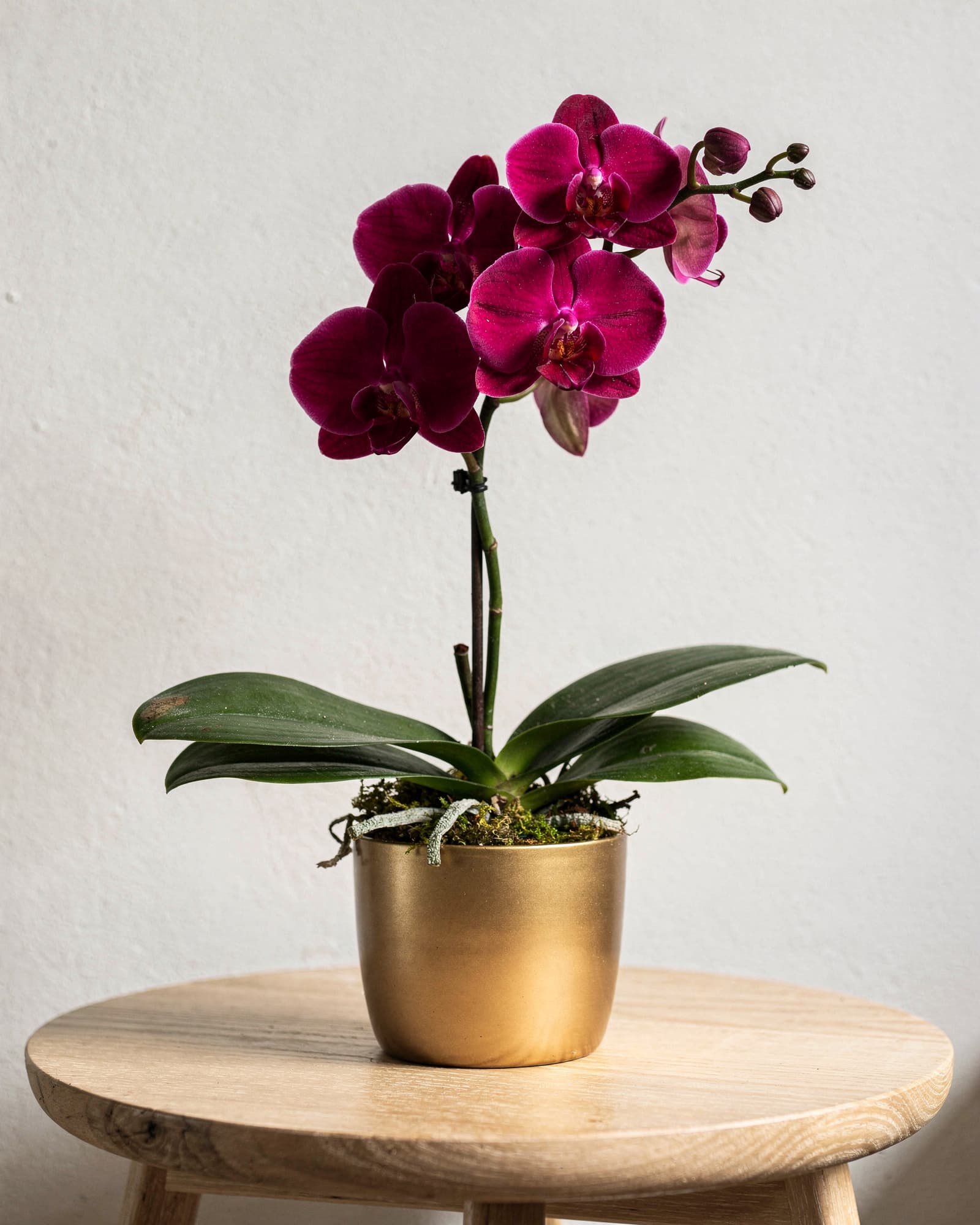 A single stem of magenta Phalaenopsis orchid in a small gold pot on a light oak side table