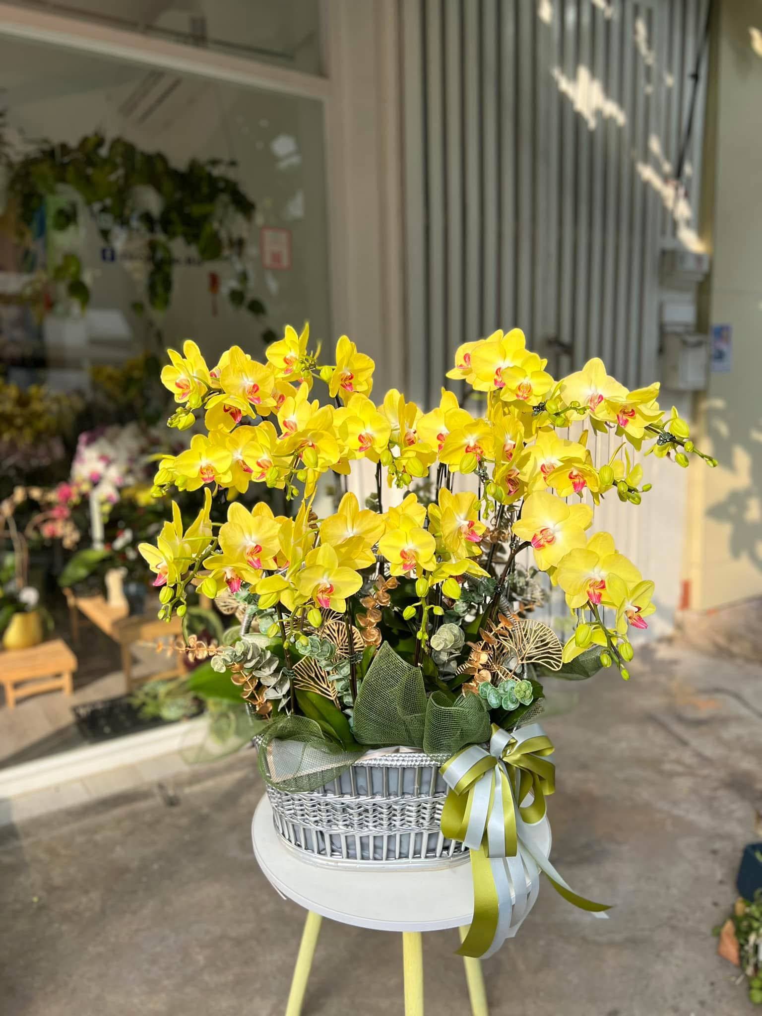 Yellow Phalaenopsis Orchid