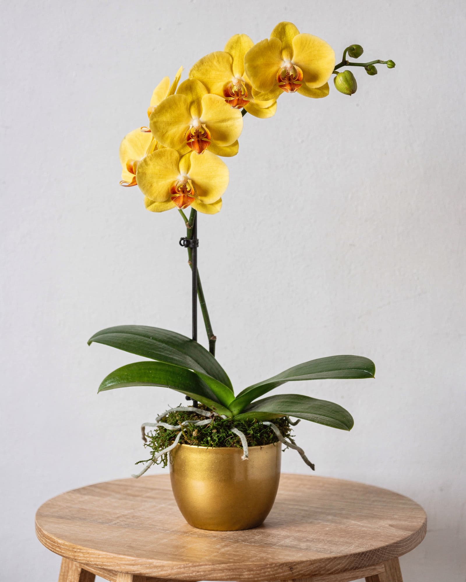 A single stem of golden yellow Phalaenopsis orchid in a small gold pot on a light oak side table