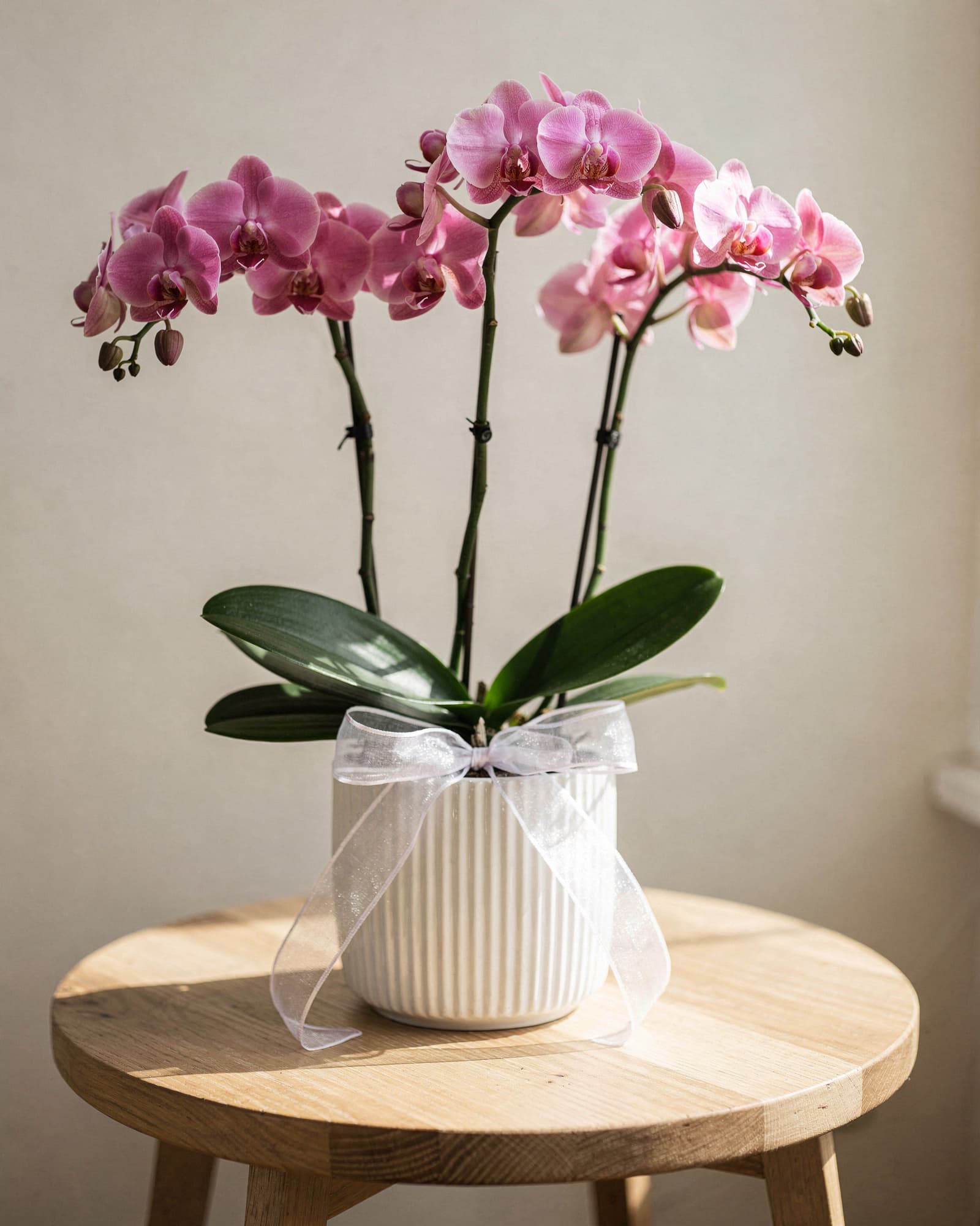 Three stems of pink Phalaenopsis orchids in a white ribbed pot with a sheer white bow